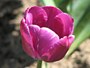Новый сорт тюльпана под номером 1689/2 селекции Никитского ботанического сада.  
Размер: 700x862. 
Размер файла: 509.69 КБ