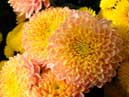 Sunny chrysanthemums Vechernie Grezy (Evening Dreams) on a dark background. 
Size: 700x394. 
File size: 366,26 KB