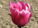 Розово-сиреневый тюльпан Анна Клейр (Anne Claire). 
Размер: 700x916. 
Размер файла: 533.95 КБ