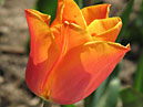 Оранжевый тюльпан Фиделио (Fidelio). 
Размер: 700x888. 
Размер файла: 540.45 КБ