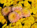 Yellow and pale-pink chrysanthemums. 
Size: 700x477. 
File size: 516,45 KB