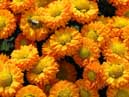 Orange chrysanthemums Goldfish. 
Size: 700x394. 
File size: 452,21 KB