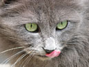 Дымчатая кошка с высунутым языком. 
Размер: 700x533. 
Размер файла: 459.58 КБ