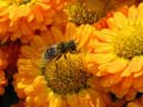 Пчела на цветке оранжевой хризантемы Золотая Рыбка. 
Размер: 700x394. 
Размер файла: 372.36 КБ