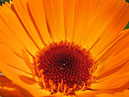 Ярко-оранжевый цветок календулы. 
Размер: 700x558. 
Размер файла: 341.91 КБ