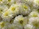 Chrysanthemums Ranniy Sneg (Early Snow). 
Size: 700x394. 
File size: 350,08 KB