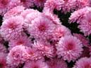 Garden hardy chrysanthemums Merry Guys (pink color). 
Size: 700x394. 
File size: 404,88 KB