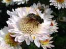 A bee on a white flower of chrysanthemum Medea. 
Size: 700x394. 
File size: 307,10 KB