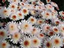 Medea chrysanthemum flower-bed. 
Size: 700x394. 
File size: 398,61 KB