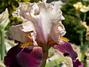 Пурпурно-розовый цветок ириса Синтилейшн (Scintillation). 
Размер: 700x984. 
Размер файла: 549.25 КБ
