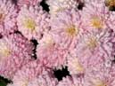 Sunlit chrysanthemums Slavyanochka (Slavonian). 
Size: 700x394. 
File size: 353,55 KB