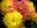 A bunch of chrysanthemums red and yellow. 
Size: 700x1244. 
File size: 757,91 KB