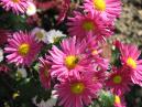 Deeppink chrysanthemum Ponsh. 
Size: 700x525. 
File size: 476,22 KB