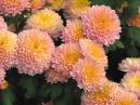 Autumn chrysanthemums Vechernie Grezy (Evening Dreams) in Nikitsky Botanical Garden. 
Size: 700x525. 
File size: 490,94 KB