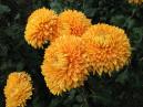 Orange dew-dropped chrysanthemums Svet Zarnits (translation from Russian - Light of Heat-lightnings). 
Size: 700x525. 
File size: 428,52 KB