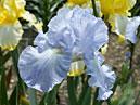 Цветок ириса Blue Reflection на фоне жёлтых ирисов Limelighter. 
Размер: 700x505. 
Размер файла: 279.46 КБ