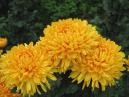 Three chrysanthemums of gold. 
Size: 700x525. 
File size: 391,37 KB