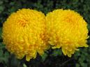 Two chrysanthemums Tiger Yellow. 
Size: 700x525. 
File size: 370,73 KB