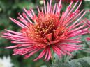 Chrysanthemum Annecy Red. Close-up. 
Size: 700x525. 
File size: 460,40 KB