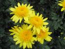 Four yellow chrysanthemums after an autumn  shower. 
Size: 700x525. 
File size: 436,24 KB