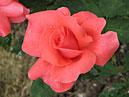 Расцветающая роза Коралловый Сюрприз. 
Размер: 700x553. 
Размер файла: 371.79 КБ