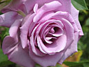 Чайно-гибридная роза Голубой Нил (Blue Nile). 
Размер: 700x525. 
Размер файла: 384.51 КБ