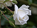 Белая плетистая роза Alberic Barbier. 
Размер: 700x913. 
Размер файла: 434.70 КБ