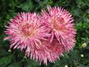 Three chrysanthemum flowers. 
Size: 700x525. 
File size: 480,18 KB