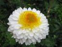 Dew-dropped white chrysanthemum "Inga". 
Size: 700x525. 
File size: 375,49 KB