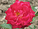 Роза Маричка в разгар цветения. 
Размер: 700x933. 
Размер файла: 682.58 КБ