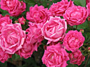 Полиантовые розы Леди Ридинг (Lady Reading). 
Размер: 700x560. 
Размер файла: 436.32 КБ