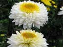 Two dew-dropped chrysanthemums Inga. 
Size: 700x933. 
File size: 595,36 KB