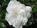 Белая почвопокровная роза Сноу Баллет (Snow Ballet). 
Размер: 700x843. 
Размер файла: 508.37 КБ