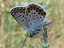    (Polyommatus Icarus). 
: 700x936. 
 : 561.92 