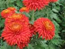 Сhrysanthemum ball. Reddish flowers Escort Pot on a flower-bed. 
Size: 700x933. 
File size: 784,95 KB