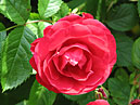 Крупноцветковая плетистая роза Flammentanz. 
Размер: 700x513. 
Размер файла: 401.60 КБ