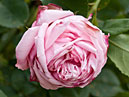 Розовая роза с большим количеством лепестков. 
Размер: 700x920. 
Размер файла: 419.42 КБ