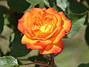 Распускающаяся роза Крымский Самоцвет. 
Размер: 700x904. 
Размер файла: 462.18 КБ