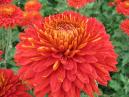 Reddish chrysanthemum Escort Pot with dew drops. 
Size: 700x525. 
File size: 424,12 KB