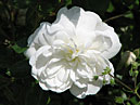 Белая почвопокровная роза Суони (Swany). 
Размер: 700x881. 
Размер файла: 511.58 КБ