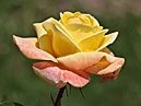 Чайно-гибридная роза Кенери (Canary). 
Размер: 700x864. 
Размер файла: 376.66 КБ