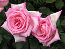 Две расцветающие розы Уими (Wimi). 
Размер: 700x529. 
Размер файла: 375.03 КБ
