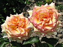 Две чайно-гибридные розы Эмбиэнс (Ambiance). 
Размер: 700x563. 
Размер файла: 439.24 КБ