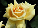 Жёлтая роза Селена с прожилками на лепестках. 
Размер: 700x884. 
Размер файла: 482.99 КБ