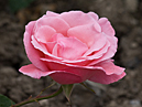 Расцветающая роза Майор Гагарин. 
Размер: 700x920. 
Размер файла: 392.50 КБ
