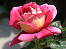 Роза Кроненбург (Kronenbourg) начинает цветение. 
Размер: 700x558. 
Размер файла: 302.56 КБ
