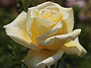 Отцветающая роза Гельмут Шмидт (Helmut Schmidt). 
Размер: 700x954. 
Размер файла: 375.71 КБ