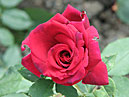 Красная роза Дип Сикрет (Deep Secret). 
Размер: 700x540. 
Размер файла: 388.69 КБ
