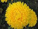 Сhrysanthemum Tiger Yellow flower 
Size: 700x525. 
File size: 372,39 KB