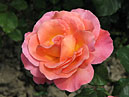 Оранжевая чайно-гибридная роза Тайфун (Typhoon). 
Размер: 700x548. 
Размер файла: 360.65 КБ